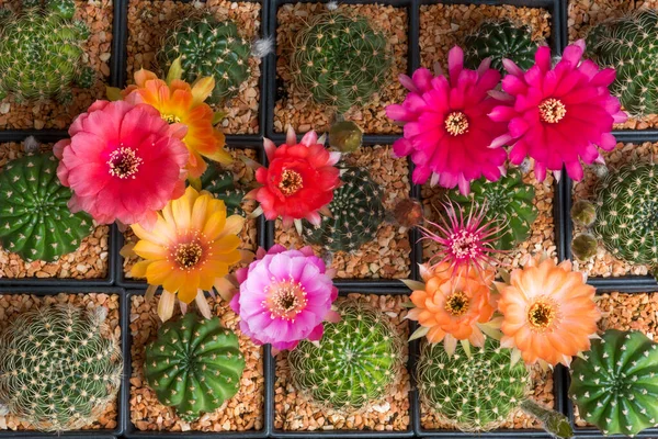 Close Fullboom Flower Cactus Studio Lighting — Stock Photo, Image