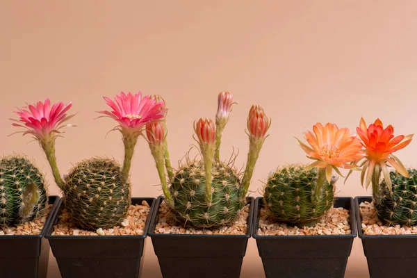 Közelkép Teljes Boom Virág Kaktusz Stúdió Világítás — Stock Fotó