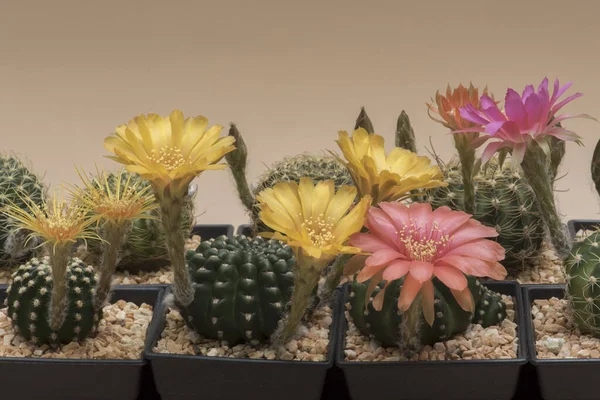 Flor Cactus Pluma Completa Con Iluminación Estudio — Foto de Stock
