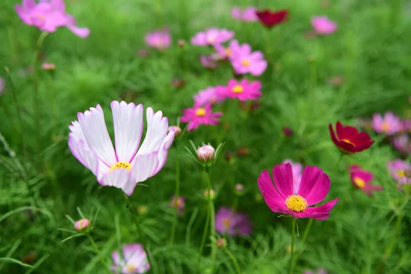 Růžová Květina Zahradě — Stock fotografie