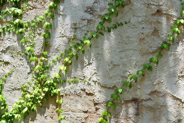 Green Leaf Attach Brown Stone Wall — Stock Photo, Image
