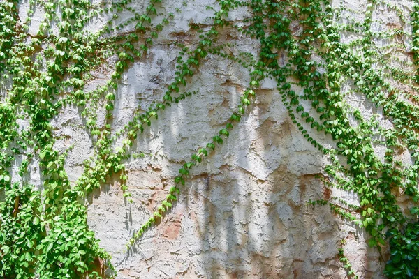 Green Leaf Attach Brown Stone Wall — Stock Photo, Image