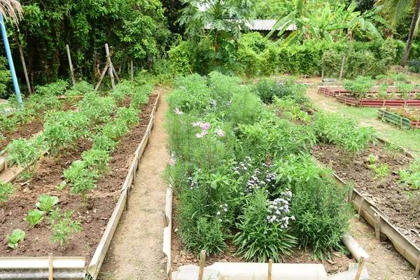 Vegetable Plot Garden — Stock Photo, Image