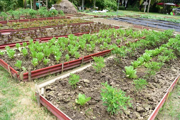 Kebun Sayur Sayuran — Stok Foto