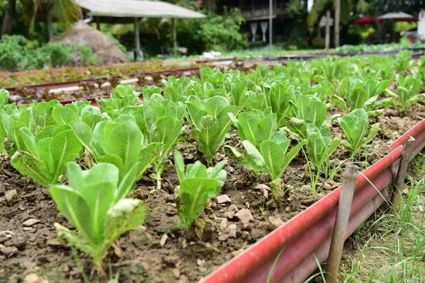 vegetable plot in the garden
