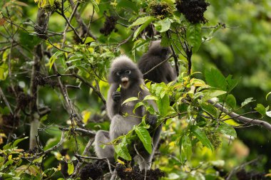 Dusky Langur, Gözlüklü Langur maymunu Tayland yağmur ormanlarında ağaçta yemek yiyor.