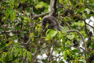 Dusky Langur, Gözlüklü Langur maymunu Tayland yağmur ormanlarında ağaçta yemek yiyor.