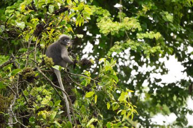 Dusky Langur, Gözlüklü Langur maymunu Tayland yağmur ormanlarında ağaçta yemek yiyor.
