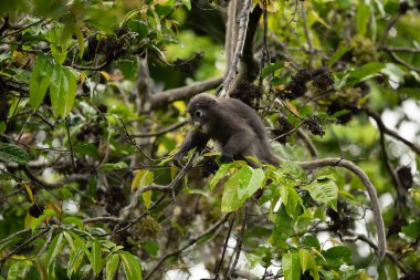 Dusky Langur, Gözlüklü Langur maymunu Tayland yağmur ormanlarında ağaçta yemek yiyor.