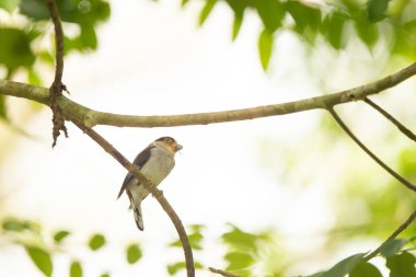 Gümüş göğüslü Broadbill kuş ağında bebek besliyor.