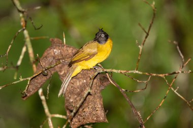  Black Crested Bulbul in the rain forest, Thailand