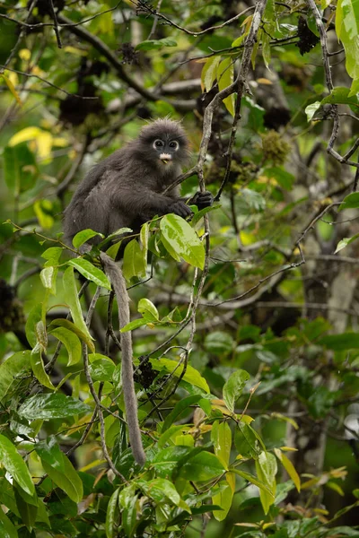 Σκοτεινό Langur Θεαματική Μαϊμού Langur Ταΐζουν Τρόφιμα Στο Δέντρο Στο — Φωτογραφία Αρχείου