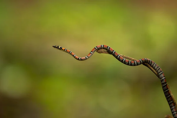 Serpente Árvore Gêmea Barrada Parque Nacional Tailândia — Fotografia de Stock
