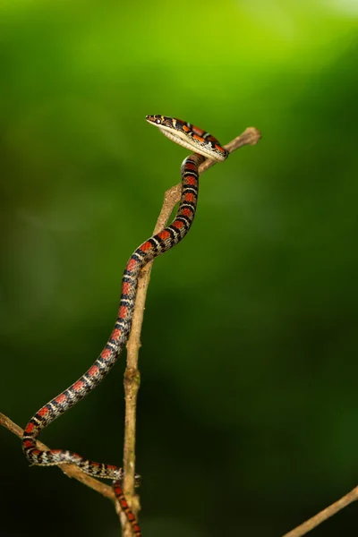 Dvojitý Stromový Had Národním Parku Thajsko — Stock fotografie