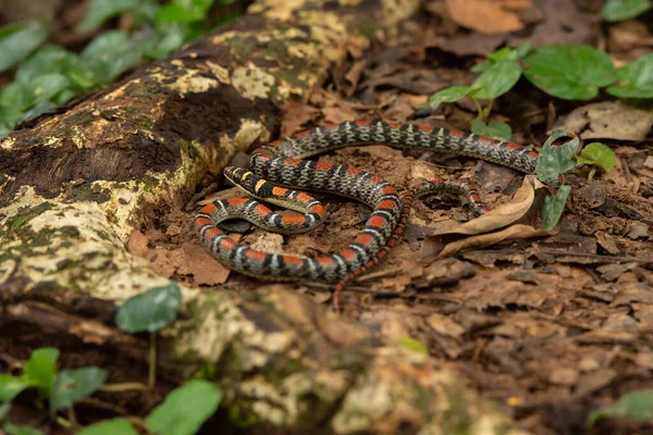 泰国国家公园的双杠树蛇 — 图库照片