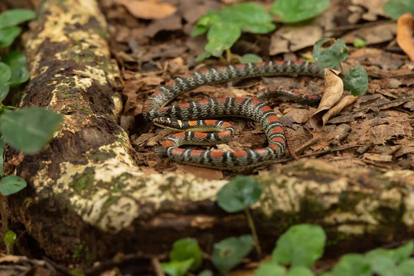 Serpent Arbre Double Barre Dans Parc National Thaïlande — Photo