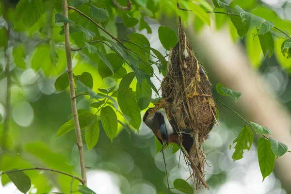 Silver-breasted Broadbill are feeding baby in bird net