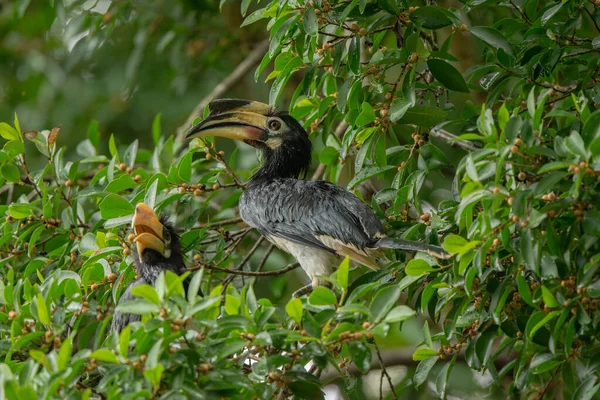 Oriental Pied Hornbill Livnär Sig Regnskog Thailand — Stockfoto