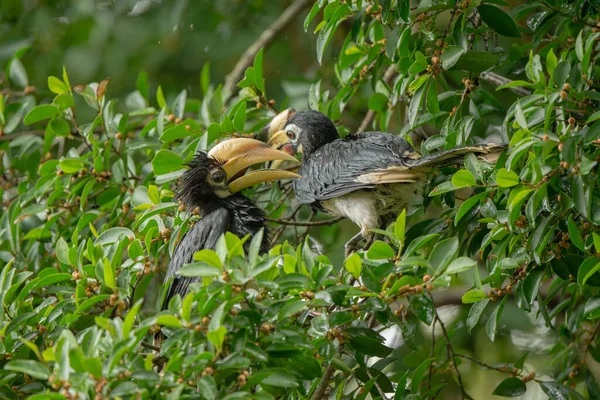 Oriental Pied Hornbill Estão Alimentando Floresta Tropical Tailândia — Fotografia de Stock