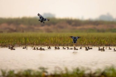 White Breasted Waterhen bird in the rain forest, Thailand