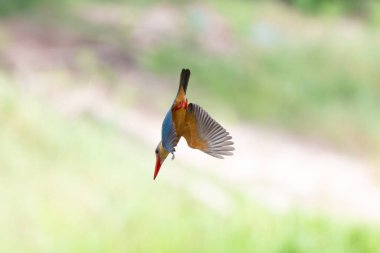 Leylek gagalı Kingfisher yansıması, Tayland