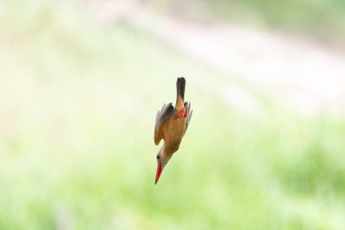 Leylek gagalı Kingfisher Tayland 'da suya uçar.