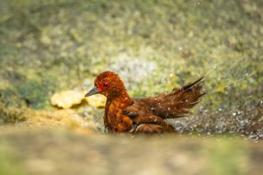 Ormandaki kırmızı bacaklı yılan.