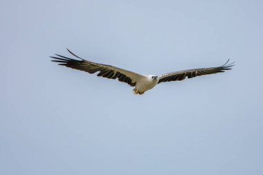 Beyaz karınlı deniz kartalı gökyüzüne yaklaşıyor.