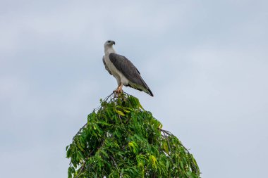 Beyaz karınlı deniz kartalı gökyüzüne yaklaşıyor.
