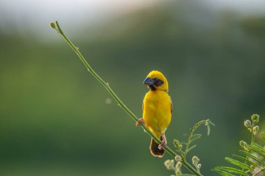 Baya Weaver 'ın Tayland' da doldurduğu cam doğası.