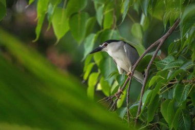 Siyah taçlı gece balıkçıl ağaçta duruyor.