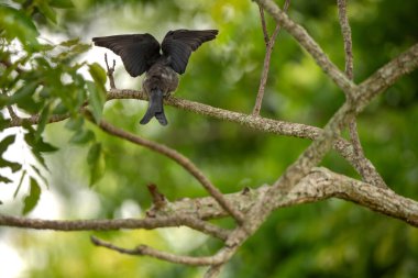 Greater Racket-tailed Drongo in the forest