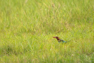 Beyaz boğazlı Kingfisher pirinç tarlasında
