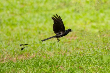 Greater Racket-tailed Drongo in the forest