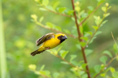 Baya Weaver 'ın Tayland' da doldurduğu cam doğası.