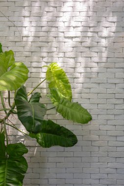 bahçede yeşil ağaç 