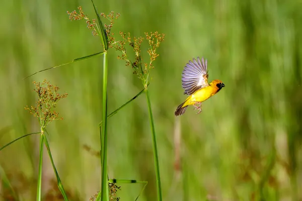 Stock image Baya Weaver in the nature of glass filed in Thailand