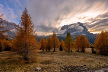 Sonbahar mevsiminde Paşso Gadera 'nın sarı tarla ağacı İtalya' yı Dolomitler