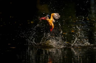 Stork-billed Kingfisher fly down to water, Thailand clipart