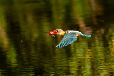 Leylek gagalı Kingfisher Tayland 'da suya uçar.