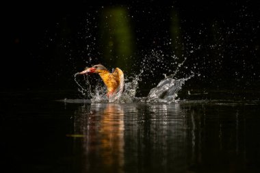 Leylek gagalı Kingfisher Tayland 'da suya uçar.