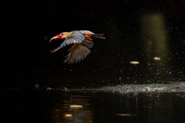 Leylek gagalı Kingfisher Tayland 'da suya uçar.