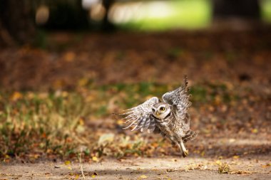 Collared Owlet  stand in the rain forest, Thailand clipart