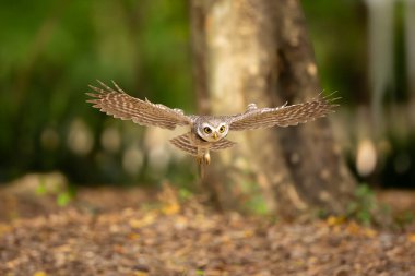 Collared Owlet  stand in the rain forest, Thailand