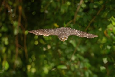 Collared Owlet  stand in the rain forest, Thailand