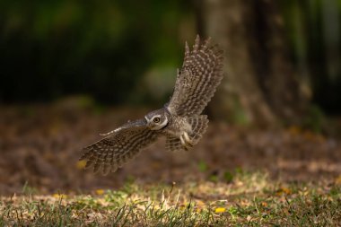 Collared Owlet  stand in the rain forest, Thailand