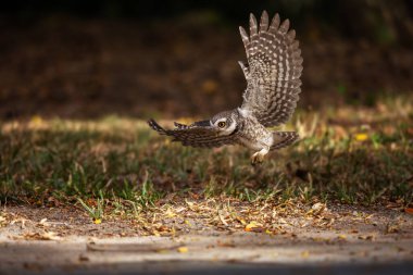 Collared Owlet  stand in the rain forest, Thailand clipart