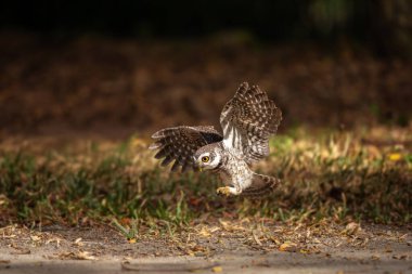 Collared Owlet  stand in the rain forest, Thailand clipart