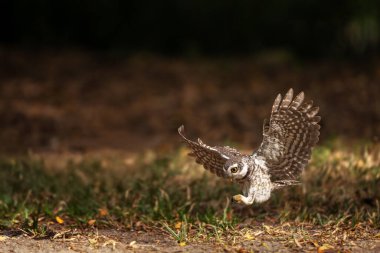 Collared Owlet  stand in the rain forest, Thailand