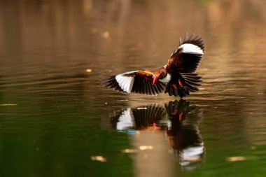 White Throated Rockthrush stand in the rain forest, Thailand